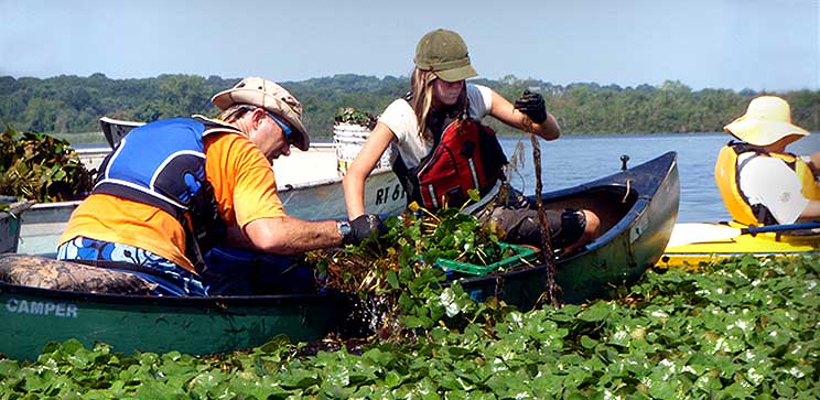 Pulling Invasive Water Chestnuts